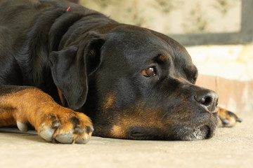 Portrait of a dog breed Rottweiler. A rude dog.