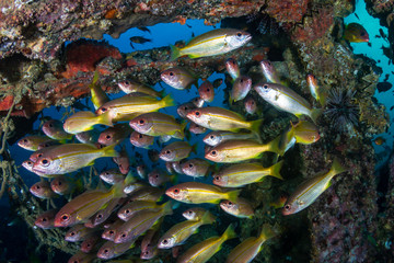 Schools of colorful tropical fish around an old underwater shipwreck in a tropical ocean
