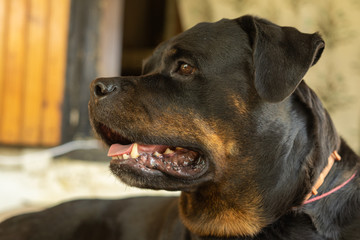 Portrait of a dog breed Rottweiler. A rude dog.