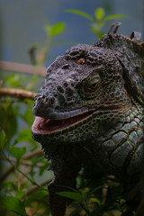 iguana on a branch