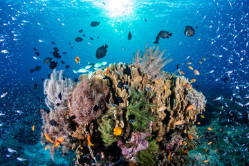 Naklejka na ściany i meble Tropical fish on a colorful, healthy tropical coral reef