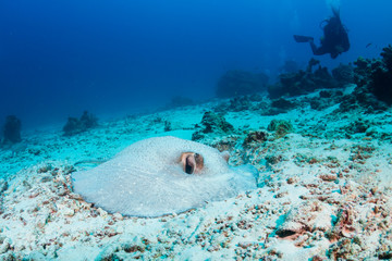 A Porcupine Stingray hiding in the sand on a coral reef
