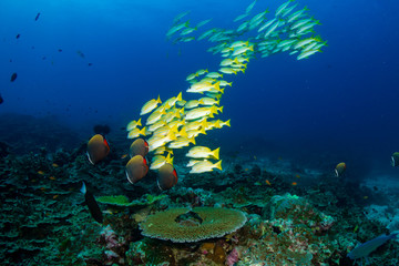 Fototapeta na wymiar Tropical Fish on a Coral Reef