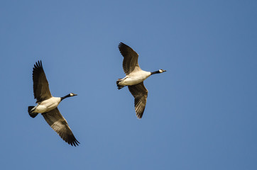 Two Canada Geese Flying in a Blue Sky