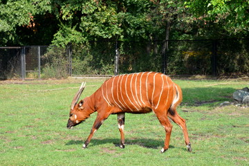 Bongo leśne, antylopa bongo (Tragelaphus eurycerus) © robert6666