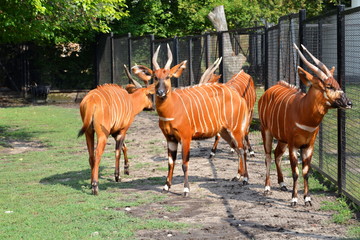 Bongo leśne, antylopa bongo (Tragelaphus eurycerus) © robert6666