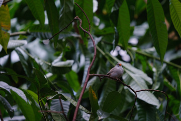 Fototapeta premium bird on branch
