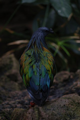 bird of prey