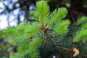 Pine branch