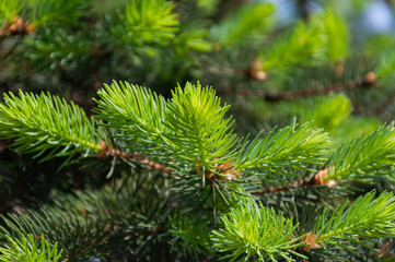 Young pine