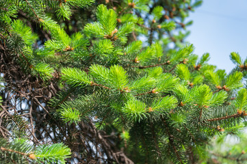 Pine tree