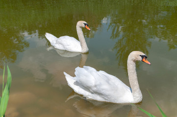 A pair of white swans in a lake