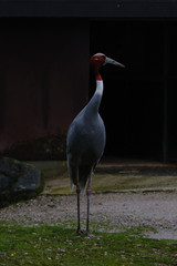 black crowned crane