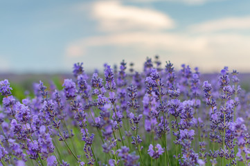 Fototapeta premium Flowers lavender