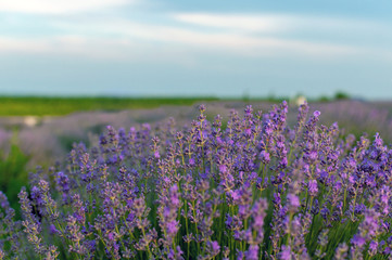 Naklejka na ściany i meble Flowers lavender