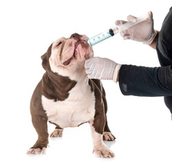 american bully and vermifuge