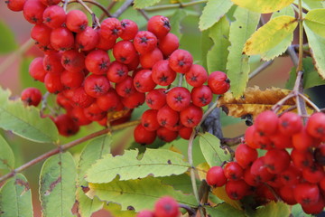 Fototapeta premium Red rowan as a symbol of coming autumn