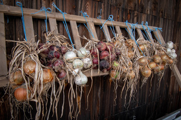 drying onions of different colors infront of barn