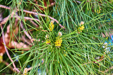 Green branches of a conifer in the sun