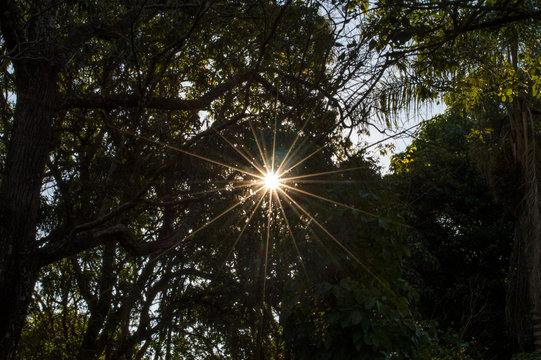 beautiful ray of sunshine shining through behind the forest trees with lens flare effect