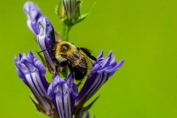 Bumblebee closeup