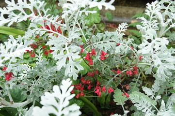Centaurea cineraria en el parque