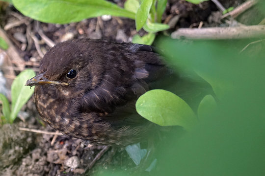 Peque&ntilde;o mirlo perdido en la ciudad