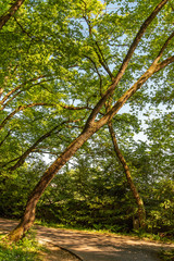 Rural path under the shadow of trees