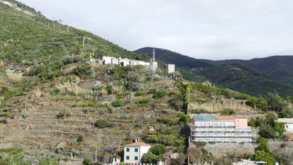 Fototapeta na wymiar Veduta delle Vigne sulle colline di Vernazza. Cinque Terre