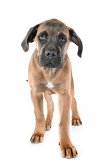 puppy cane corso