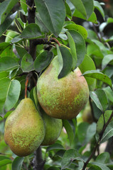 A pear ripens on a tree branch