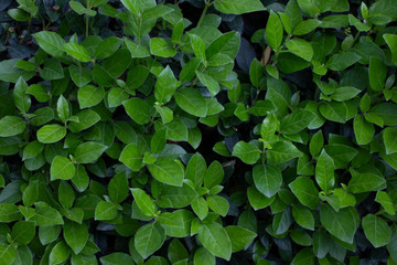 Green wall