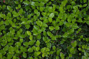 Green wall