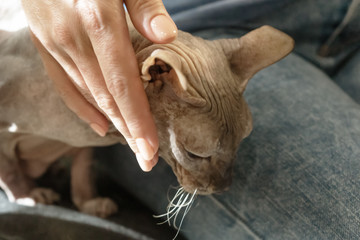 Beautiful female hand stroking a cat. The concept of trusting and affectionate relationships between people and pets.