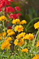 Fiori gialli in giardino