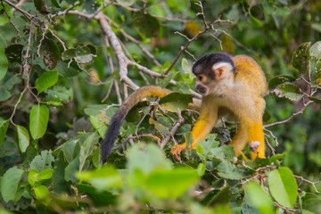 The mono amarillo chichi monkey