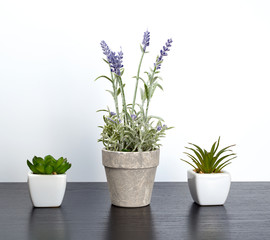three ceramic pots with plants on a black table