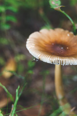 Mushrooms in forest. Toadstool macro. Autumn forest.