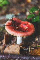 Mushrooms in forest. Toadstool macro. Autumn forest.