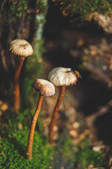 Mushrooms in forest. Toadstool macro. Autumn forest.