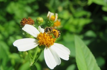 Tropical bee on spanish needles flower in Florida wild, closeup 
