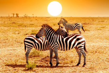Fototapeta na wymiar Wild nature landscape. Zebra at amazing sunset in Masai Mara National Park, Kenya. African savannah.