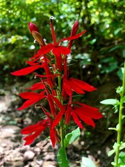 red flower