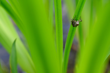 Dry empty larva from dragonfly on plant leaf.