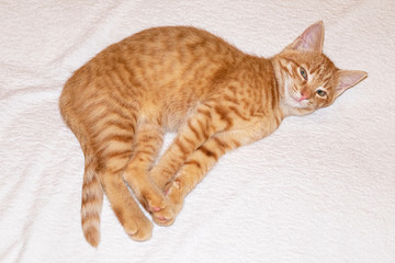 Fototapeta na wymiar sleeping on a blanket a small red kitten.