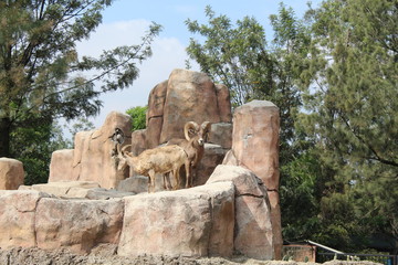Fototapeta na wymiar Carneros de Zoológico