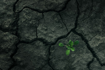 Small tree breaks through the ground. Green sprout of a plant makes the way through a cracked land. Concept: don't give up no matter what, nothing is impossible.  Health, medicine, cosmetic.