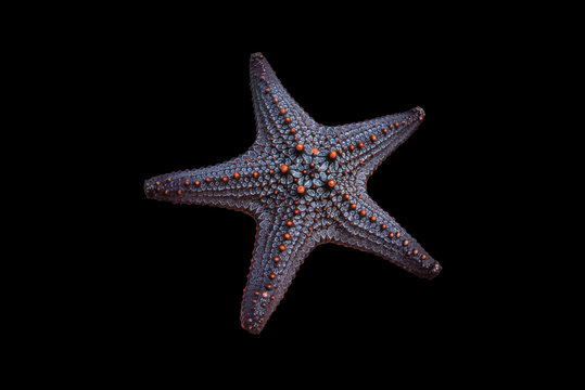 starfish isolated on black background
