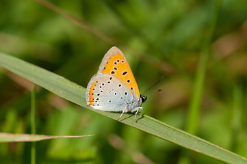 The large copper (Lycaena dispar)Nagy tűzlepke2