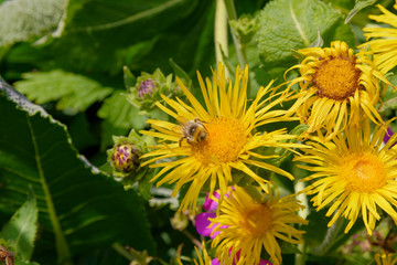 Wilde vegetations in garden